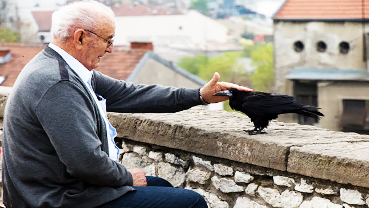 découvrez l'univers fascinant du corbeau compagnon, un oiseau intelligent et mystérieux qui a su tisser des liens uniques avec l'homme. plongez dans l'histoire et les caractéristiques de cet ami ailé, symbole de sagesse et de créativité.