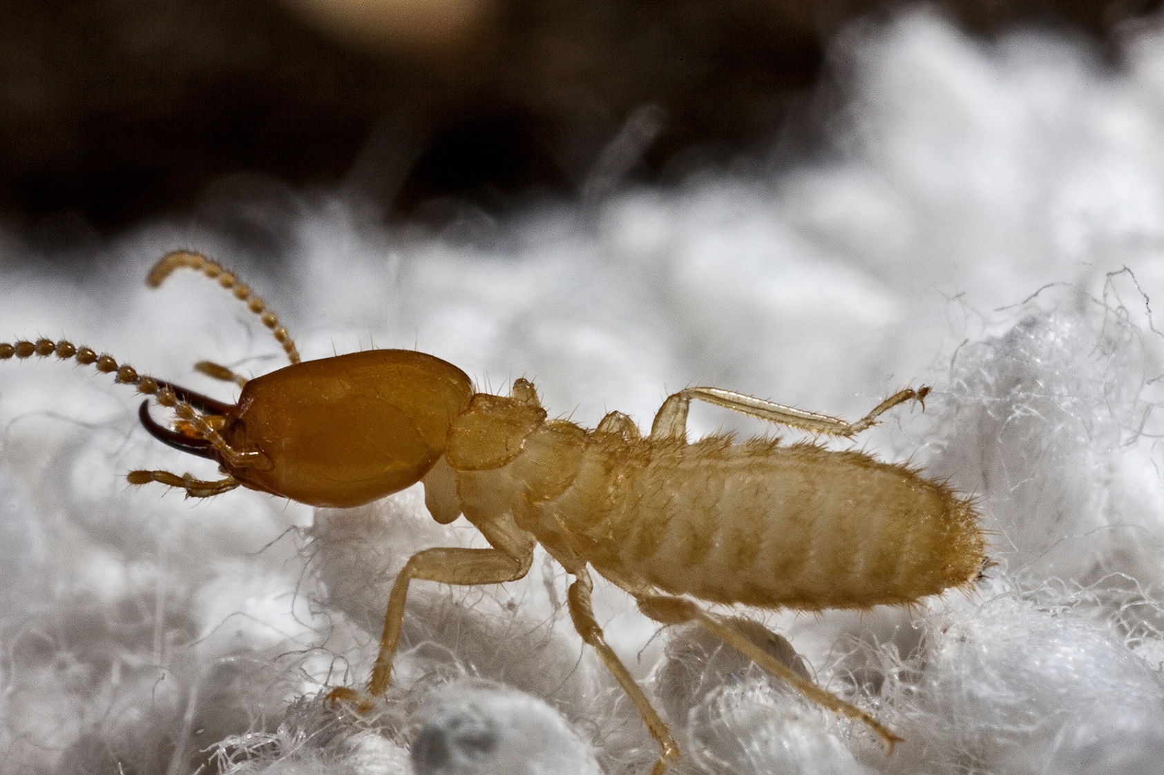 Les dégâts causés par les termites : comment les prévenir et les traiter