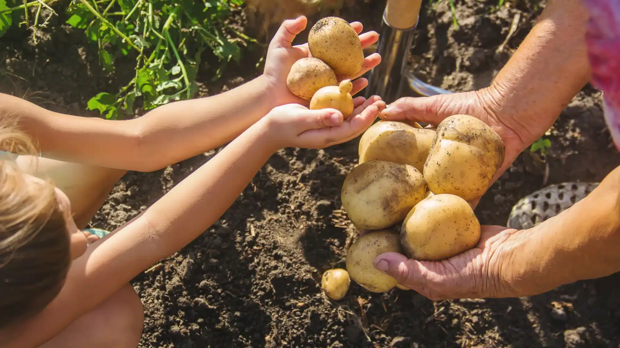 Pomme de terre à peau rouge : bienfaits et astuces de préparation