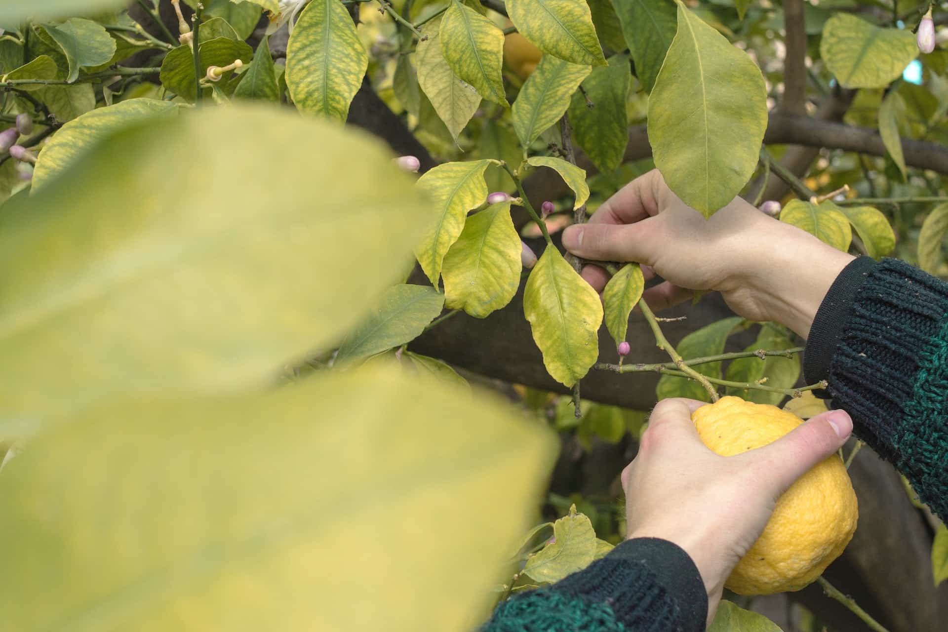 découvrez l'incroyable phénomène des citrons tombant ! plongez dans un monde fascinant où la nature révèle ses secrets, et apprenez tout sur les raisons de cette chute inattendue. une exploration enrichissante dédiée aux passionnés de botanique et aux curieux !