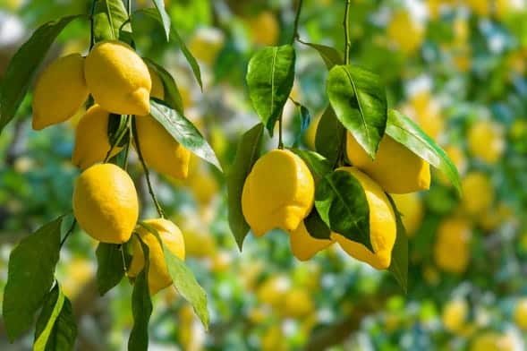 découvrez notre guide complet pour cueillir des citrons, avec des astuces pour choisir les meilleurs fruits, les périodes idéales de récolte et des conseils pratiques pour entretenir votre citronnier. apprenez à profiter pleinement de ces agrumes savoureux et vitaminés !