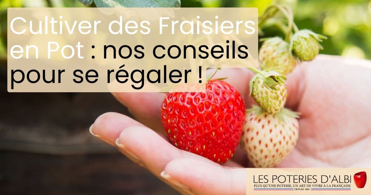 Taille du fraisier : conseils pour une récolte abondante