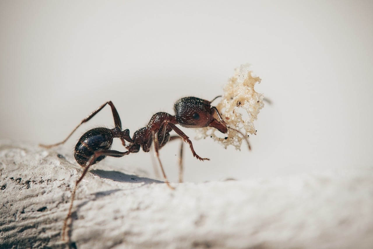 Que faire contre les fourmis dans vos plantes en pot ?